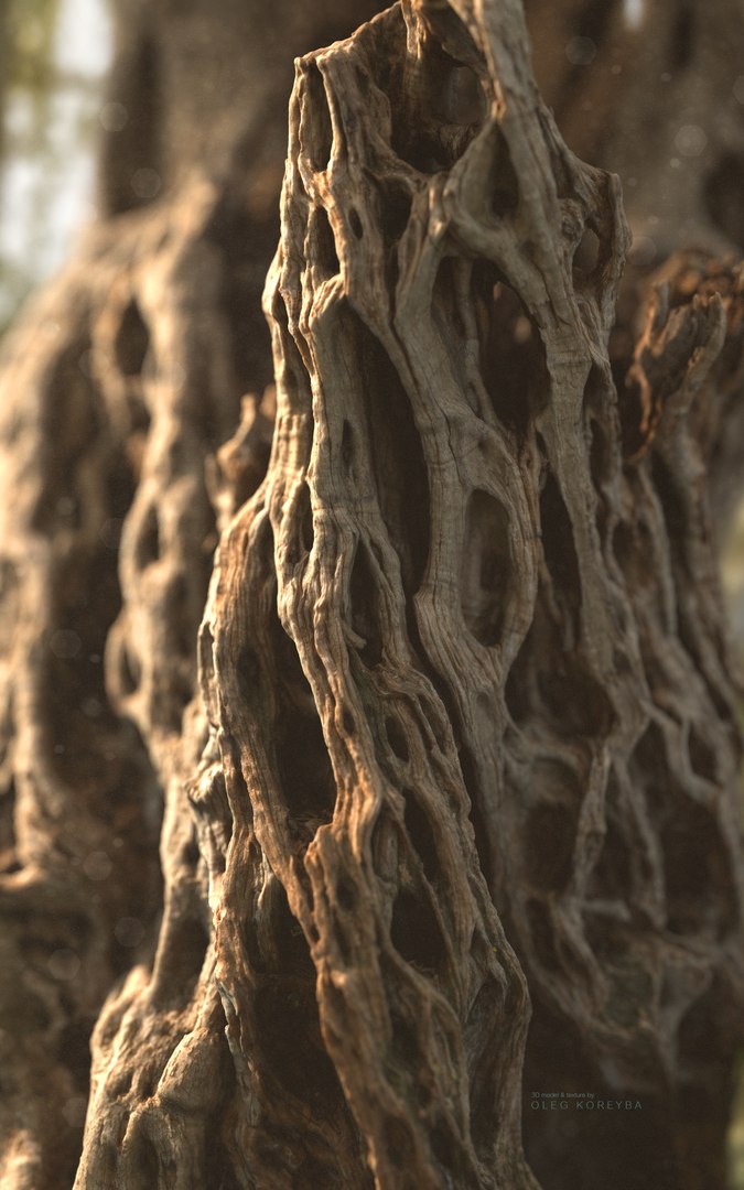 3D Ancient Olive Tree 2x16k Textures Scan model https://p.turbosquid.com/ts-thumb/07/Uol35h/Uq/ancient_tree_02_10milpoly_2x16k_.314_s2/png/1629317466/1920x1080/fit_q87/723caef3ebdf06bf70f888a8f32be6be64818e59/ancient_tree_02_10milpoly_2x16k_.314_s2.jpg