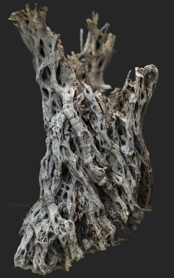 3D Ancient Olive Tree 2x16k Textures Scan model https://p.turbosquid.com/ts-thumb/07/Uol35h/e0/ancient_tree_02_10milpoly_2x16k_.323_s/png/1629317716/1920x1080/fit_q87/15a259792d8cd6122349119a6b3cad1c3297e340/ancient_tree_02_10milpoly_2x16k_.323_s.jpg