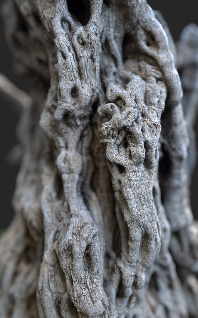 3D Ancient Olive Tree 2x16k Textures Scan model https://p.turbosquid.com/ts-thumb/07/Uol35h/s1/ancient_tree_02_10milpoly_2x16k_41/png/1629316265/1920x1080/fit_q87/0165082eef72daf11055d2f9dbb8d6729dc34f4b/ancient_tree_02_10milpoly_2x16k_41.jpg