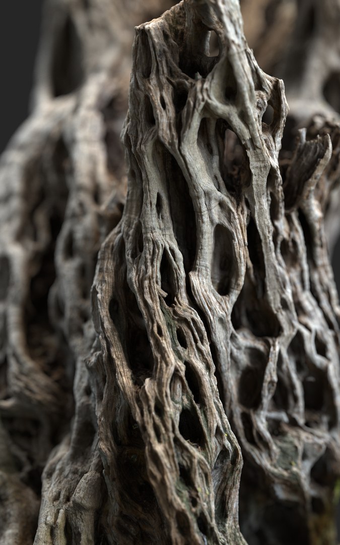 3D Ancient Olive Tree 2x16k Textures Scan model https://p.turbosquid.com/ts-thumb/07/Uol35h/ud/ancient_tree_02_10milpoly_2x16k_.313/png/1629317468/1920x1080/fit_q87/2a247556d6665af65759a570e30c3dbd5dd2d6ff/ancient_tree_02_10milpoly_2x16k_.313.jpg
