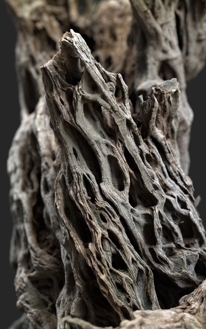 3D Ancient Olive Tree 2x16k Textures Scan model https://p.turbosquid.com/ts-thumb/07/Uol35h/wr/ancient_tree_02_10milpoly_2x16k_.175/png/1629316331/1920x1080/fit_q87/d70b21d8f0793f7949b6bd1c67fabac6d5eee806/ancient_tree_02_10milpoly_2x16k_.175.jpg