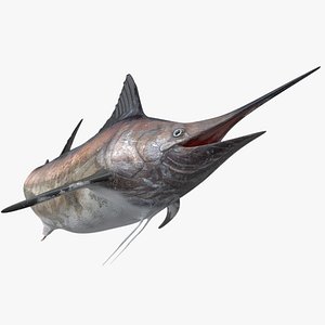 Marlin Rigged L1591