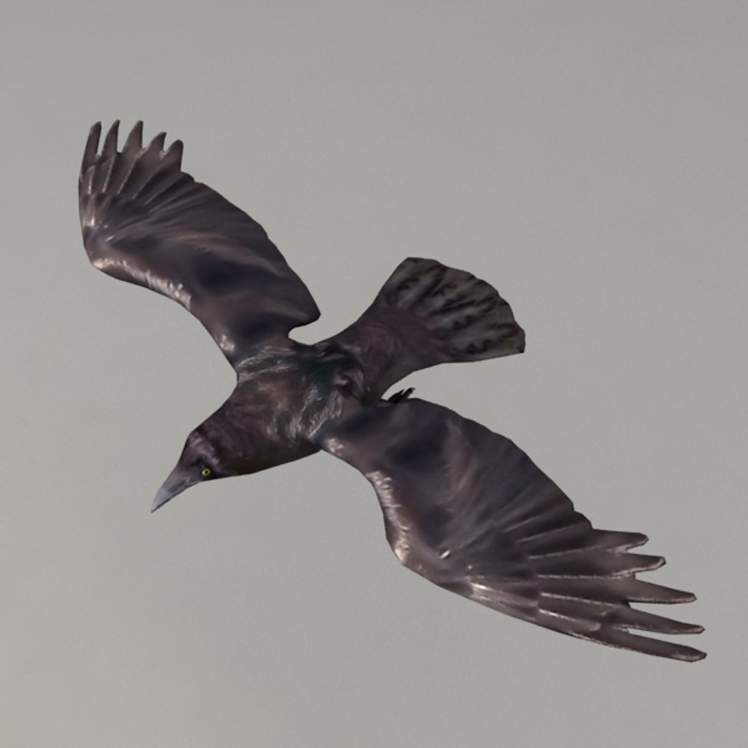Obj Rigged Raven