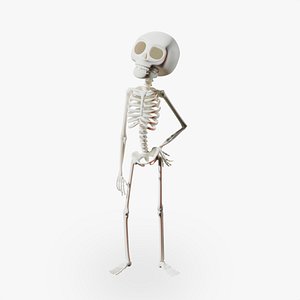 3D model Stylized Cartoon Skeleton - Rigged for Maya