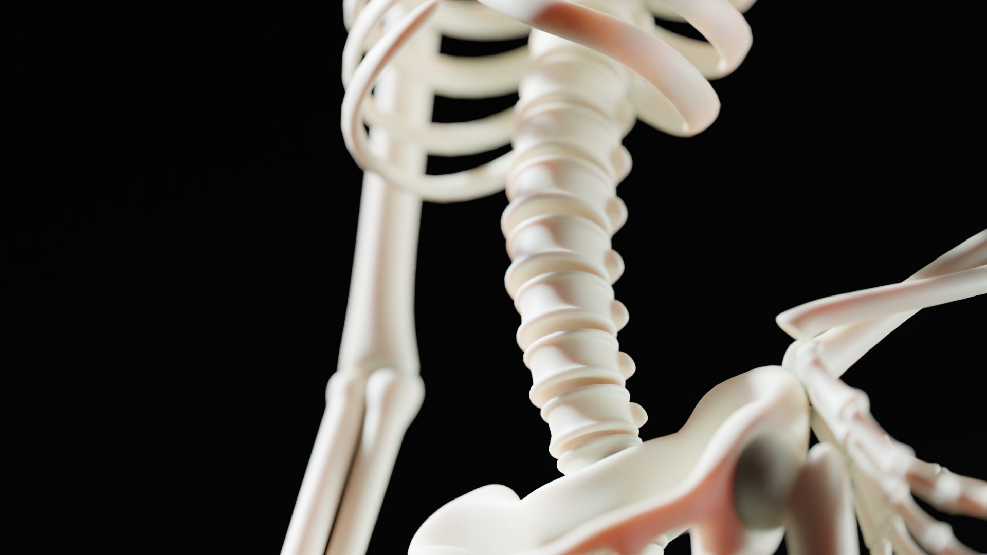 3D model Stylized Cartoon Skeleton - Rigged for Maya https://p.turbosquid.com/ts-thumb/07/pNisxI/QN/main03/png/1649573528/1920x1080/fit_q87/69b9e38b44a52b5f11477051dfbb48077aa6ca70/main03.jpg