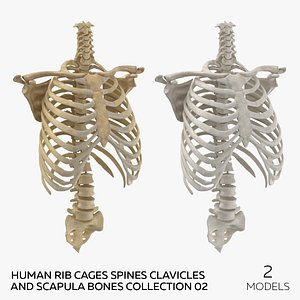 3D model Human Rib Cages Spines Clavicles and Scapula Bones Collection 02 - 2 models