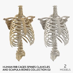 Human Rib Cages Spines Clavicles and Scapula Bones Collection 02 - 2 models