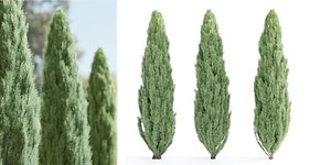 3D juniper trees collection vol 20-Blender
