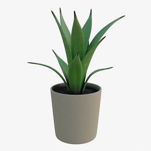 3D potted succulent plant model