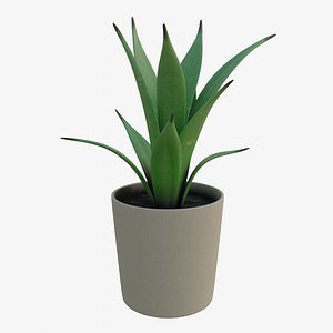 Potted Succulent Plant
