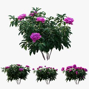 Peony plant set 05