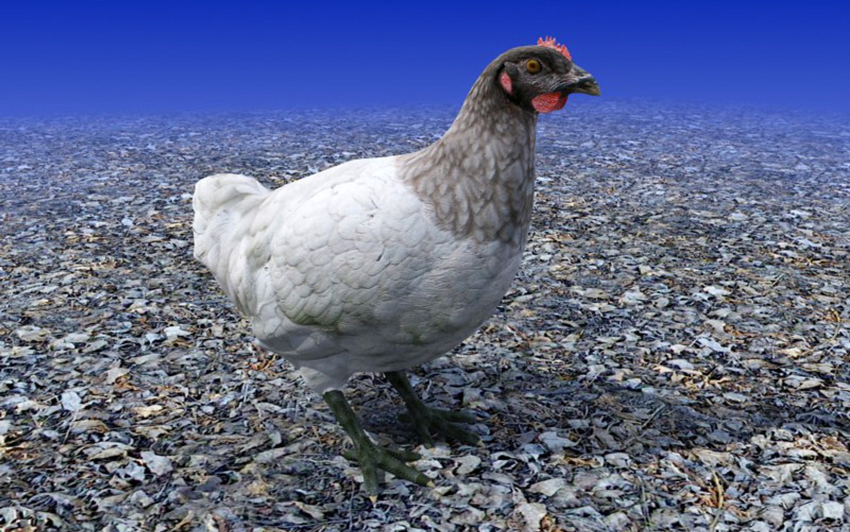 black head chicken 3d model https://p.turbosquid.com/ts-thumb/08/FlFR9b/9fHM1XuT/chicken_3dmodel_sample03/jpg/1229274474/1920x1080/fit_q87/281f1dd7be3a91669ec91d839707a12426b27331/chicken_3dmodel_sample03.jpg
