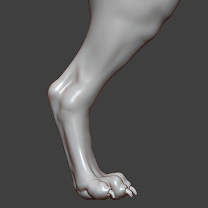Dog Puppy Rear Leg Highpoly Sculpt