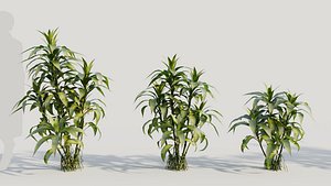 Dracaena sanderiana a
