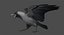 House Crow (Animated)