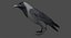 House Crow (Animated)