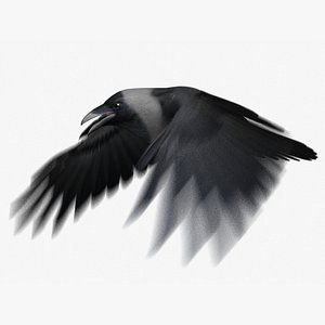 House Crow (Animated)