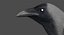 House Crow (Animated)
