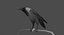 3d model house crow animation flying
