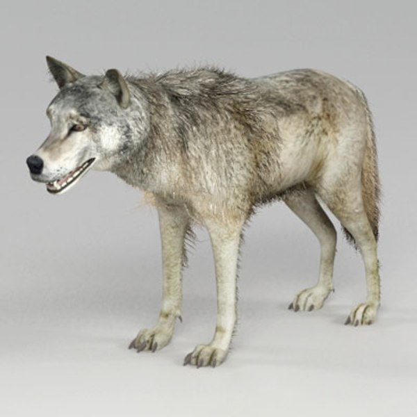 Wolf models. Моделька волка. Волк 3д модель. Модель Волков. Волк 3d модель.