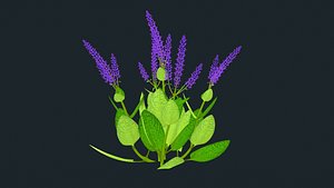 3D salvia plants model
