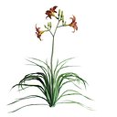 Hemerocallis Fulva or orange daylily
