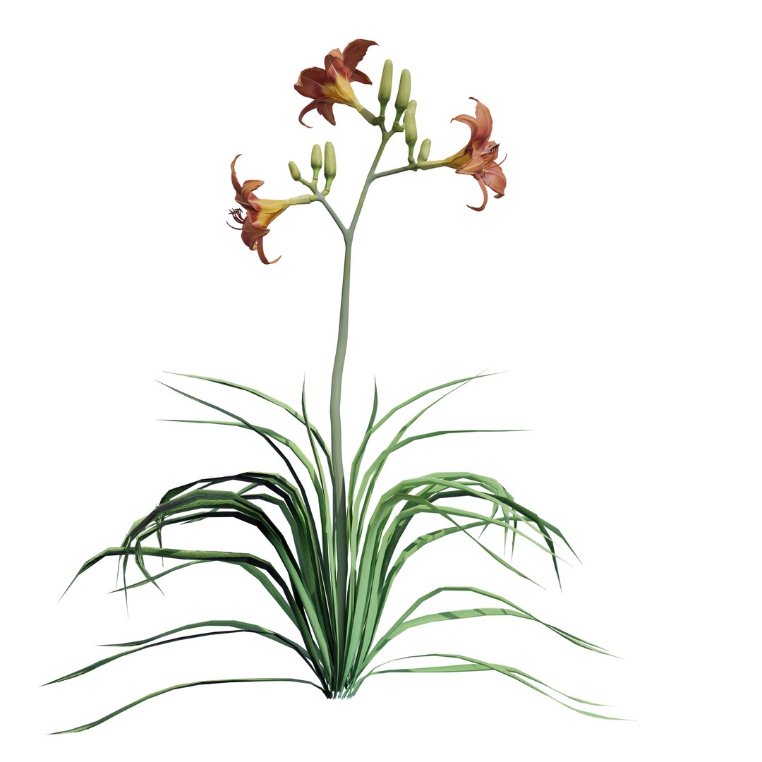 Garden Flowers 3D https://p.turbosquid.com/ts-thumb/09/GPaT4Z/j9/daylily115/png/1787936005/1920x1080/fit_q87/88b9c818d134dd60202396bb2e31ea3c03d1c8bb/daylily115.jpg