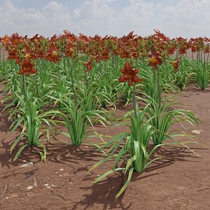 Hemerocallis Fulva or orange daylily