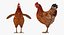 3D brown chicken rigged model