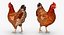 3D brown chicken rigged model
