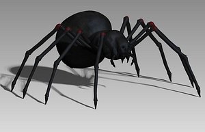 black spider