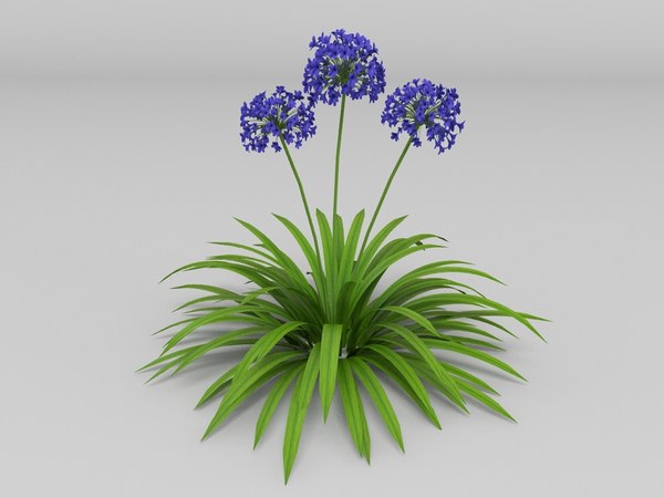 plant agapanthus africanus 3d model