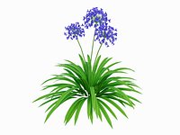AGAPANTHUS AFRICANUS