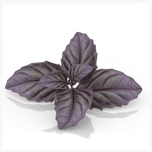 Red basil spice realistic herb decor cafe advertising