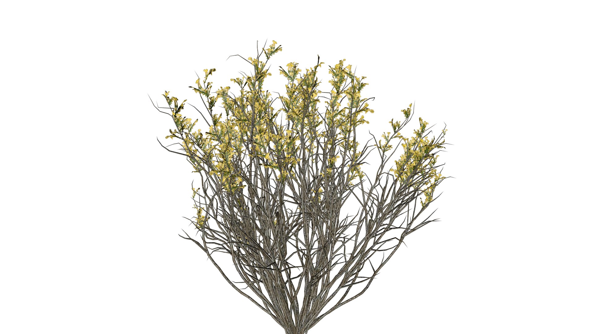 3D model Broom Snakeweed with flowers - 01 - https://p.turbosquid.com/ts-thumb/09/qVSnz1/2E/bsf_12/png/1741695709/1920x1080/fit_q87/68d73d3bec9d285d6f261999c28b08404205b09d/bsf_12.jpg