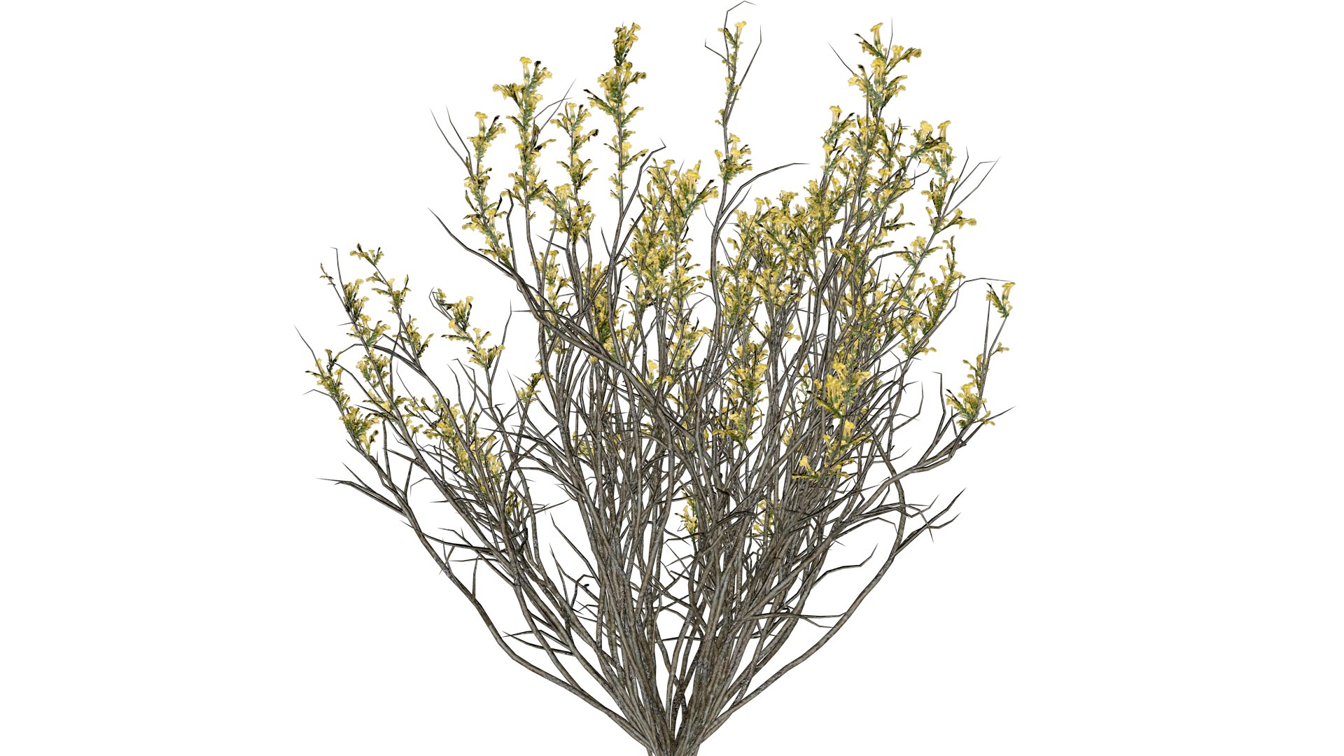 3D model Broom Snakeweed with flowers - 01 - https://p.turbosquid.com/ts-thumb/09/qVSnz1/6O/bsf_1/png/1741695707/1920x1080/fit_q87/16980a6509a7f0b4b6fa26eec0c905327925a997/bsf_1.jpg