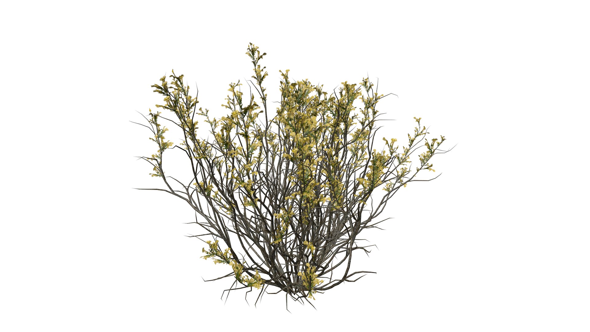 3D model Broom Snakeweed with flowers - 01 - https://p.turbosquid.com/ts-thumb/09/qVSnz1/Dn/broomsnakeweed_flowers_01_030/png/1741695705/1920x1080/fit_q87/c78b35a4f2b322d351f51dc8329ebd3d285bfb6d/broomsnakeweed_flowers_01_030.jpg