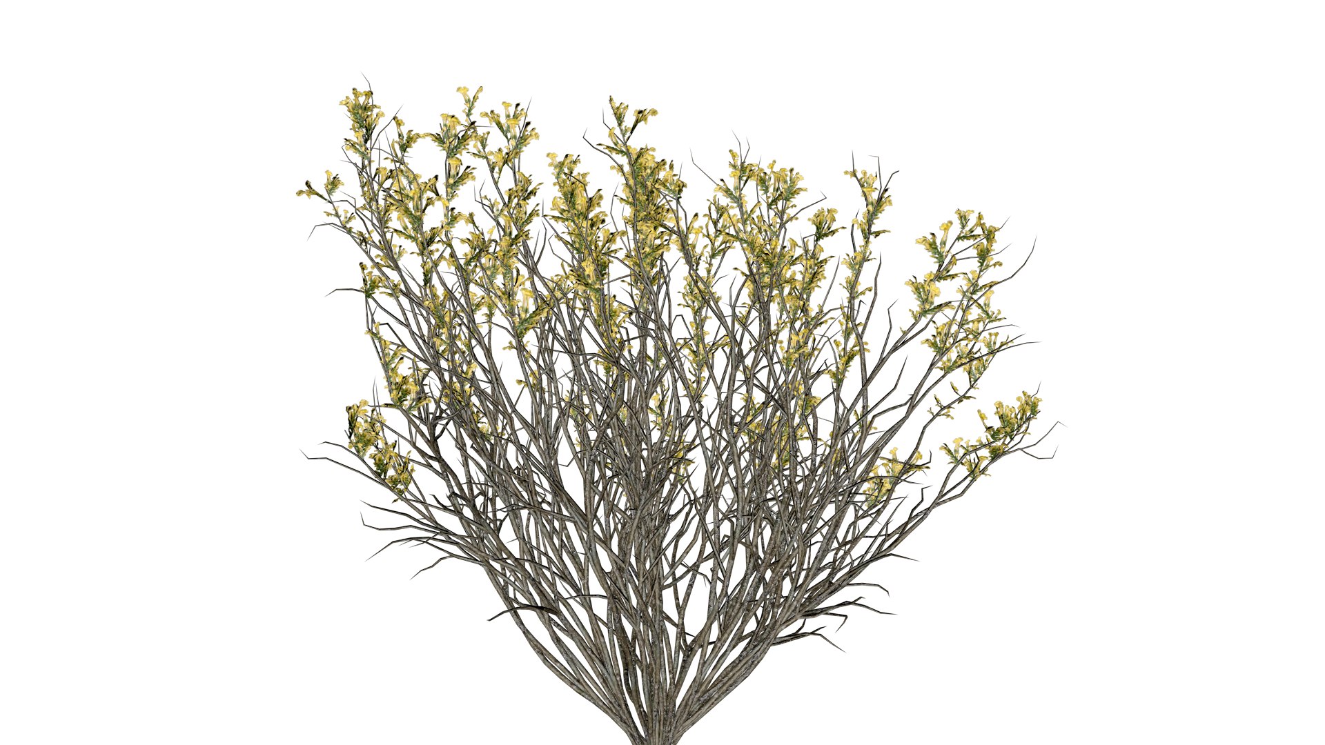 3D model Broom Snakeweed with flowers - 01 - https://p.turbosquid.com/ts-thumb/09/qVSnz1/KT/bsf_11/png/1741695708/1920x1080/fit_q87/9f1e54f0be4ffa6a7295ec62667a26aefbf2c068/bsf_11.jpg