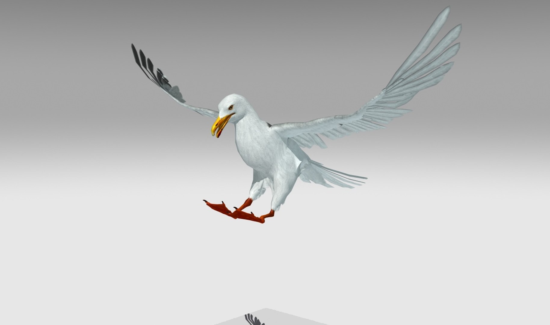 3D Seagull Animations - TurboSquid 1170023