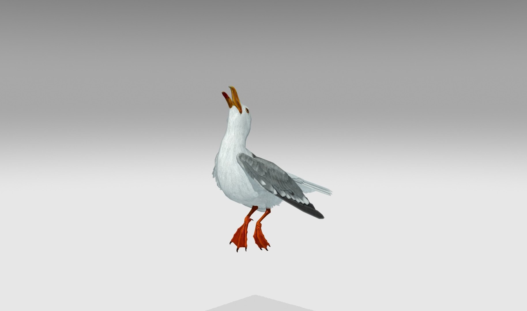 3D Seagull Animations - TurboSquid 1170023