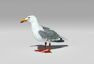Seagull