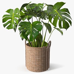 3D Woven Plant Basket with Monstera Brown model