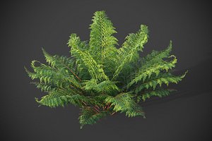 XfrogPlants Male Fern - Dryopteris Filix