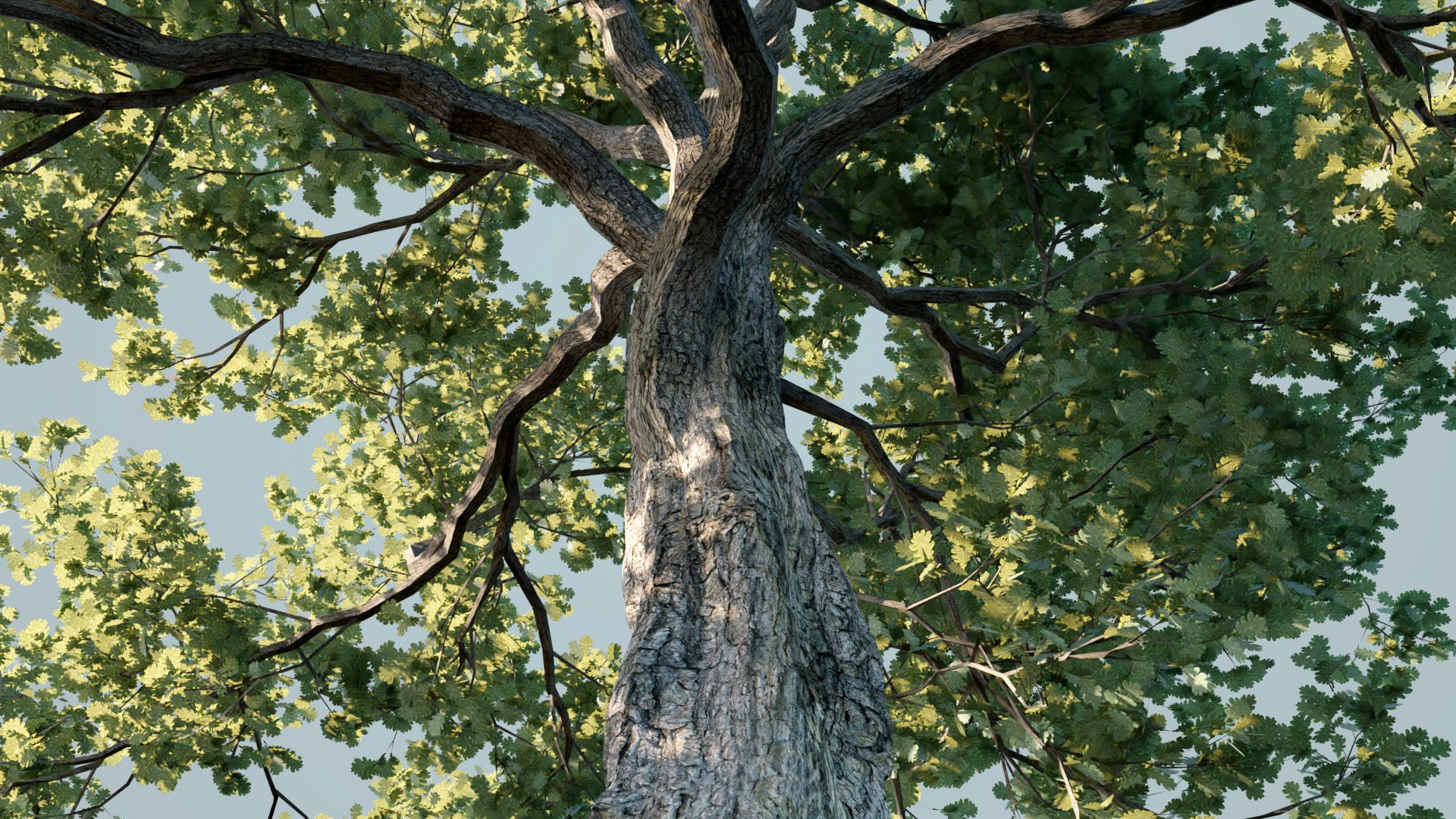 White Oak Trees 3D model https://p.turbosquid.com/ts-thumb/0A/BzKpZV/6F/7/png/1631296800/1920x1080/fit_q87/df576221446a57fb3e51d19d18d4f6eda078b880/7.jpg