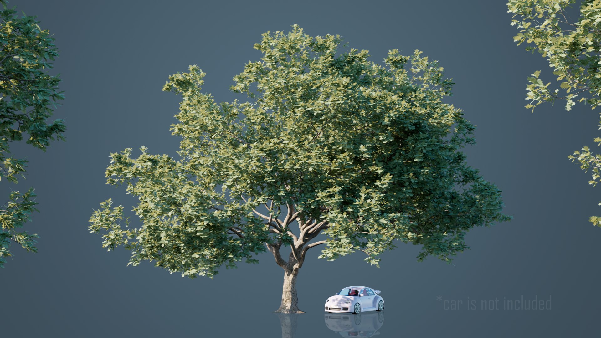 White Oak Trees 3D model https://p.turbosquid.com/ts-thumb/0A/BzKpZV/PG/2/png/1631296779/1920x1080/fit_q87/304fd1fa9e35b7c0841c1003f99406ead8e9015e/2.jpg
