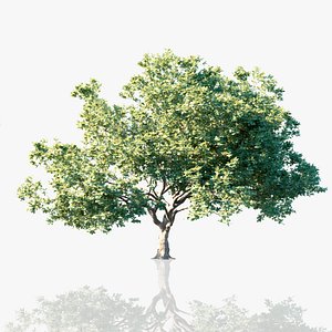 White Oak Trees 3D model