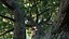 White Oak Trees