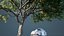 White Oak Trees