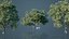 White Oak Trees