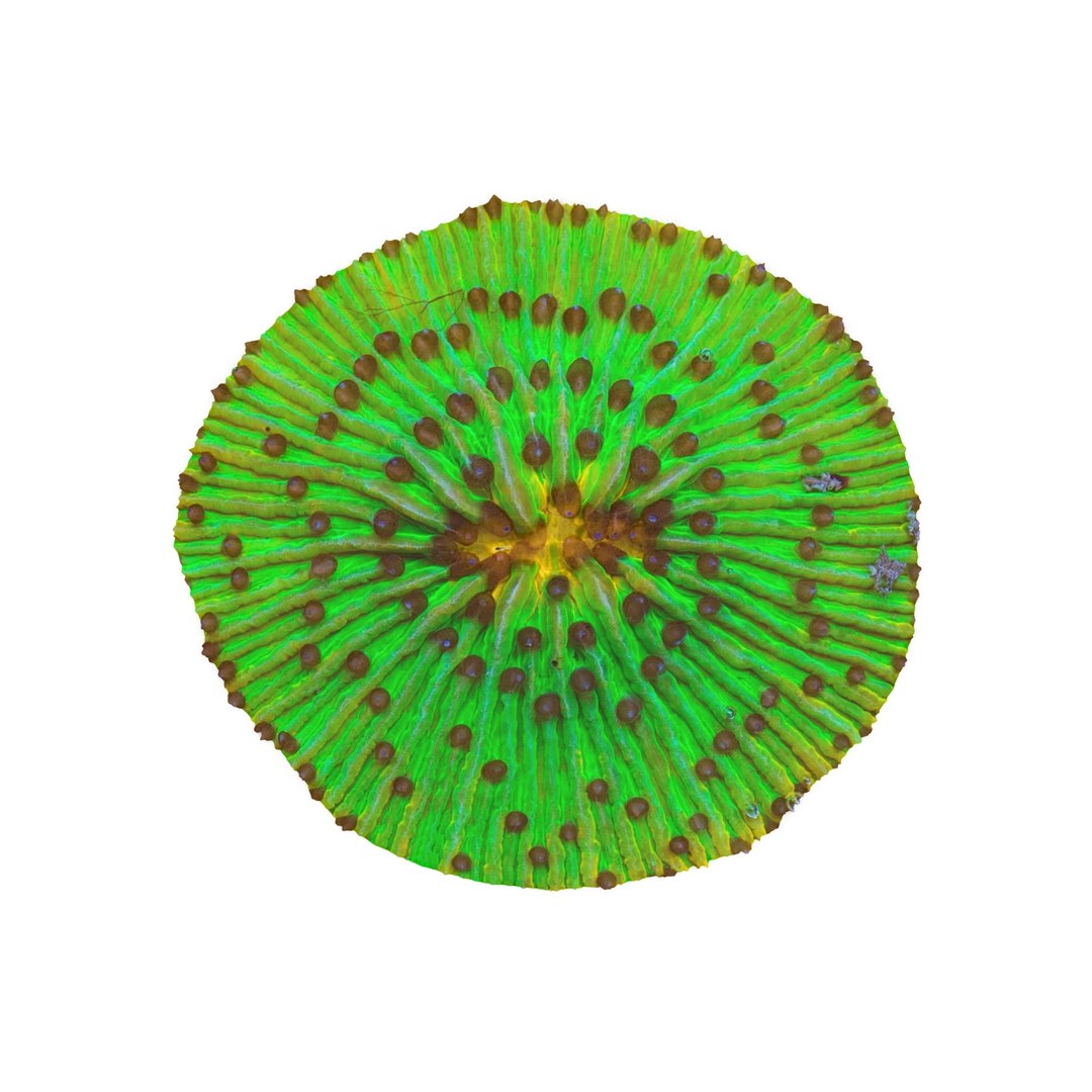 fungia plate coral 3ds https://p.turbosquid.com/ts-thumb/0A/C1Bo6U/1kH1H7gl/fungia5_0001/jpg/1435837568/1920x1080/fit_q87/b1b32c2c6bc99b1823350b1d2a4a1bed7f7f1ac8/fungia5_0001.jpg